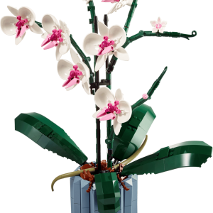 Orchid