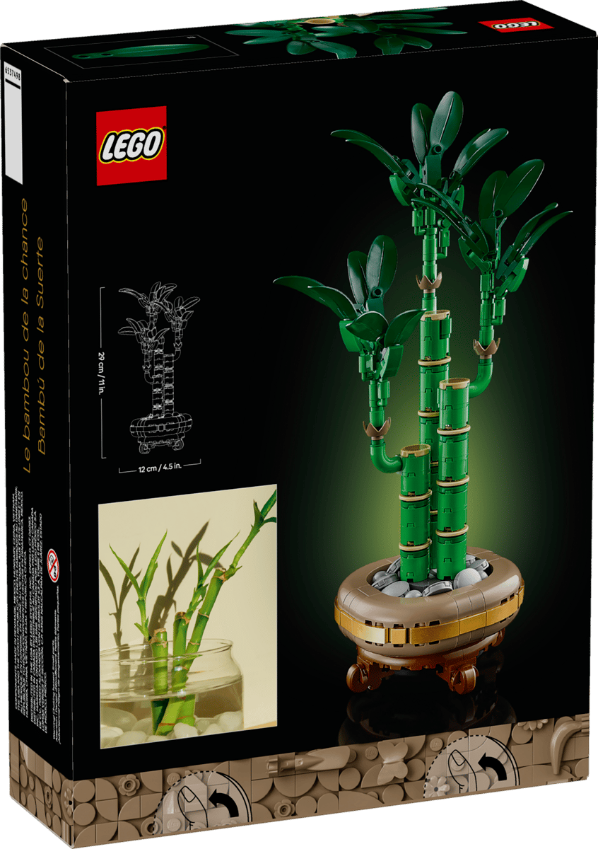 Lucky Bamboo - Image 9