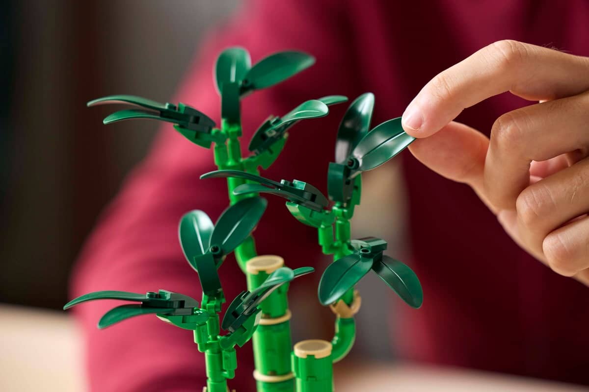 Lucky Bamboo - Image 8