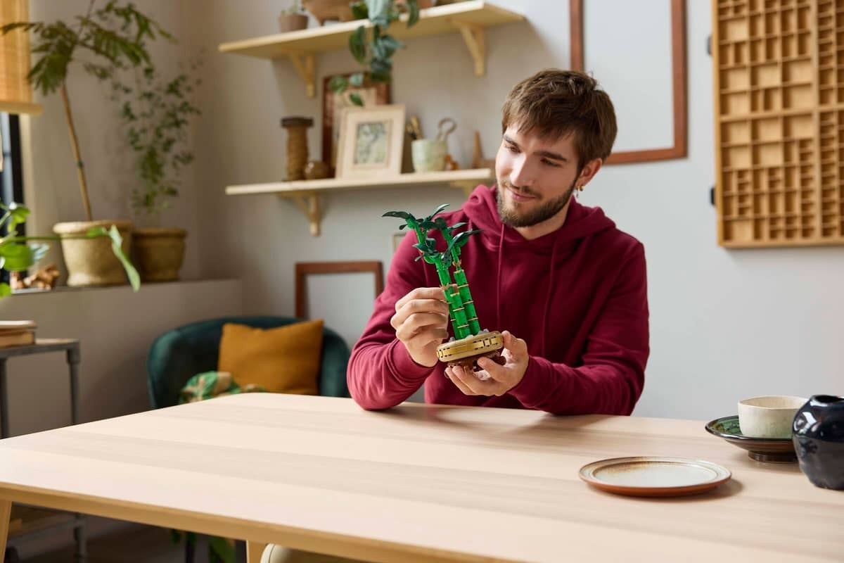 Lucky Bamboo - Image 7