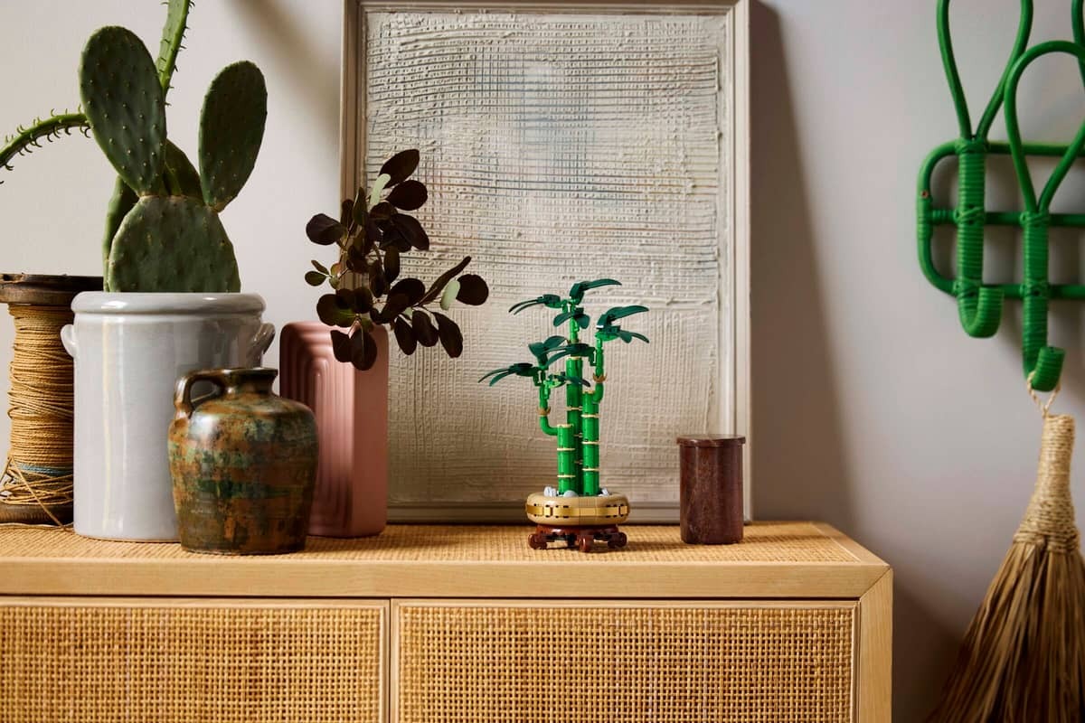 Lucky Bamboo - Image 3