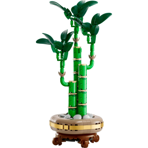 Lucky Bamboo