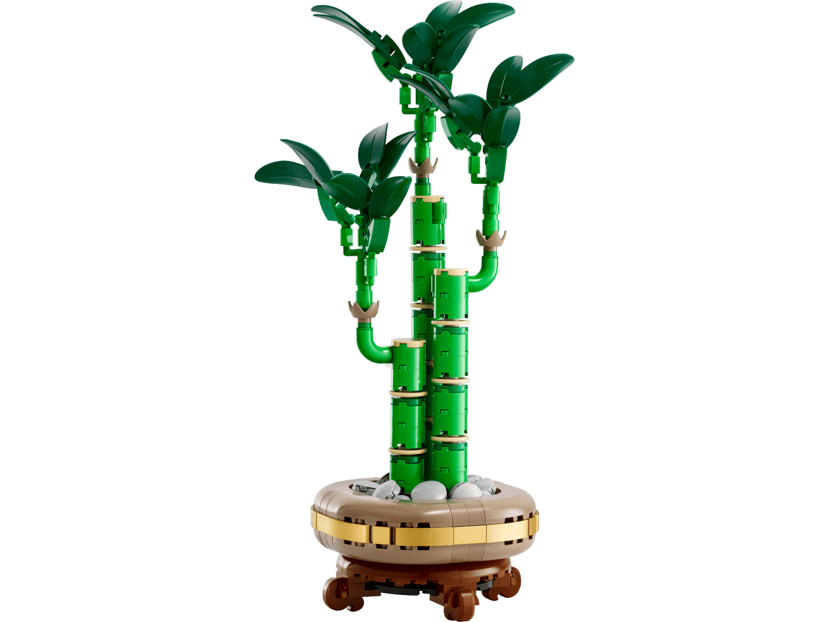 Lucky Bamboo