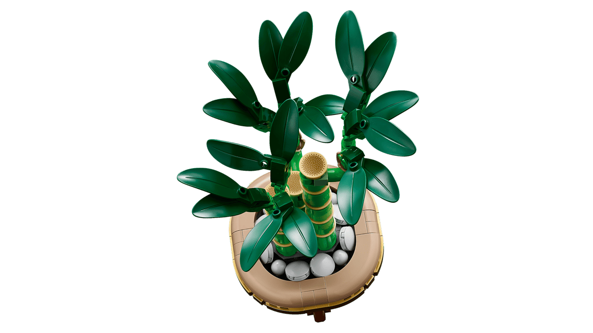 Lucky Bamboo - Image 5