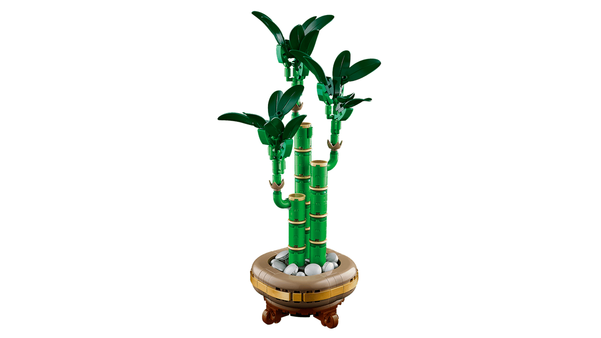 Lucky Bamboo - Image 6