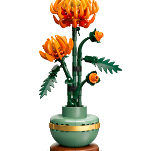 Chrysanthemum