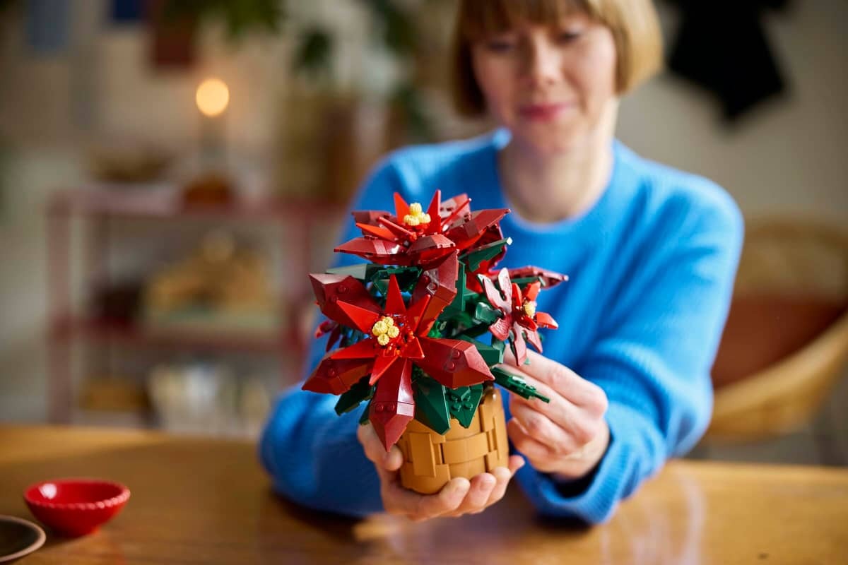Poinsettia - Image 8