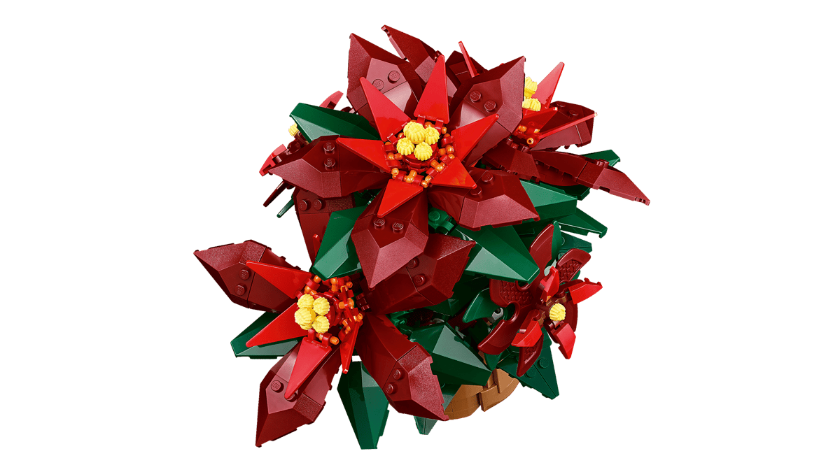 Poinsettia - Image 6