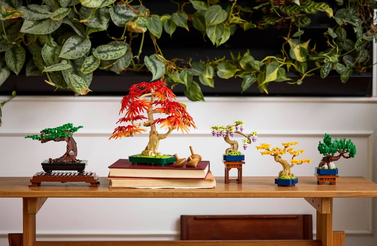 Mini Bonsai Trees - Image 14