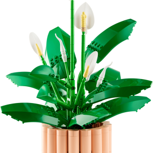 Peace Lily