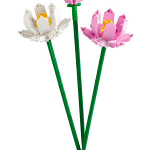 Lotus Flowers
