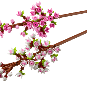 Cherry Blossoms