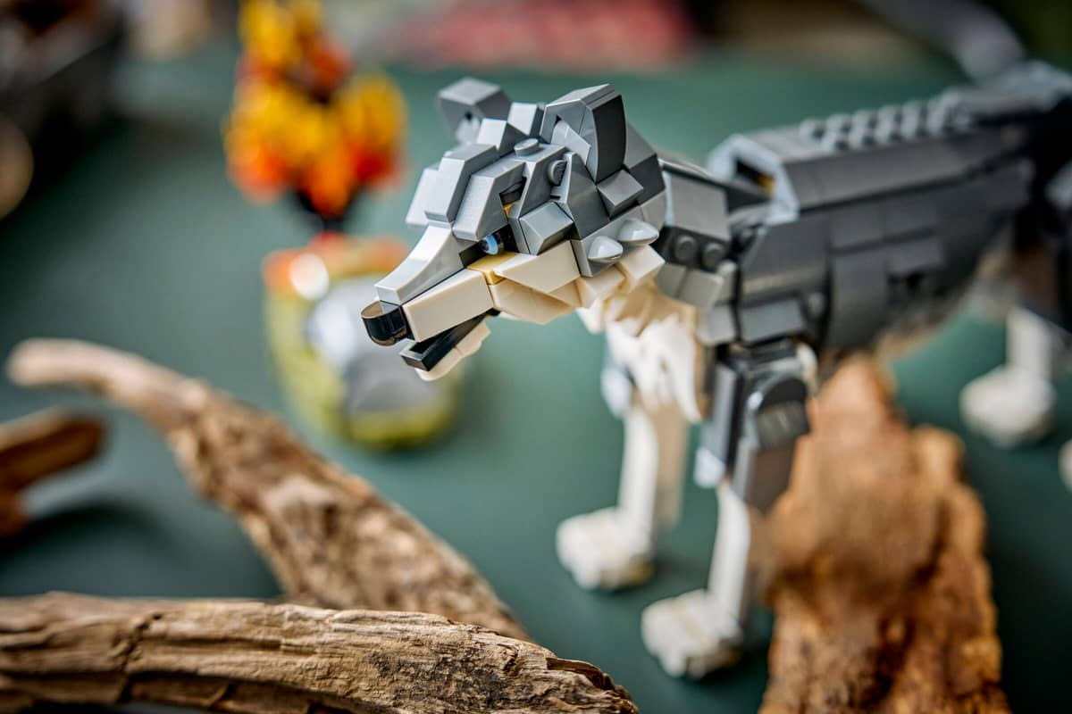 Forest Animals: Gray Wolf - Image 11